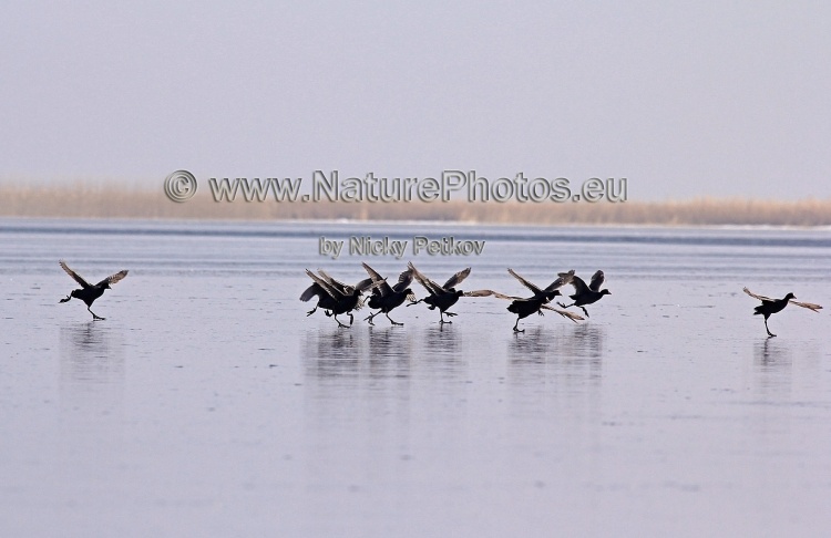 WildLife Photos of Birds, Rails & Crakes, Common Coot, Fulica atra